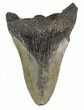 Partial, Fossil Megalodon Tooth #89048-1